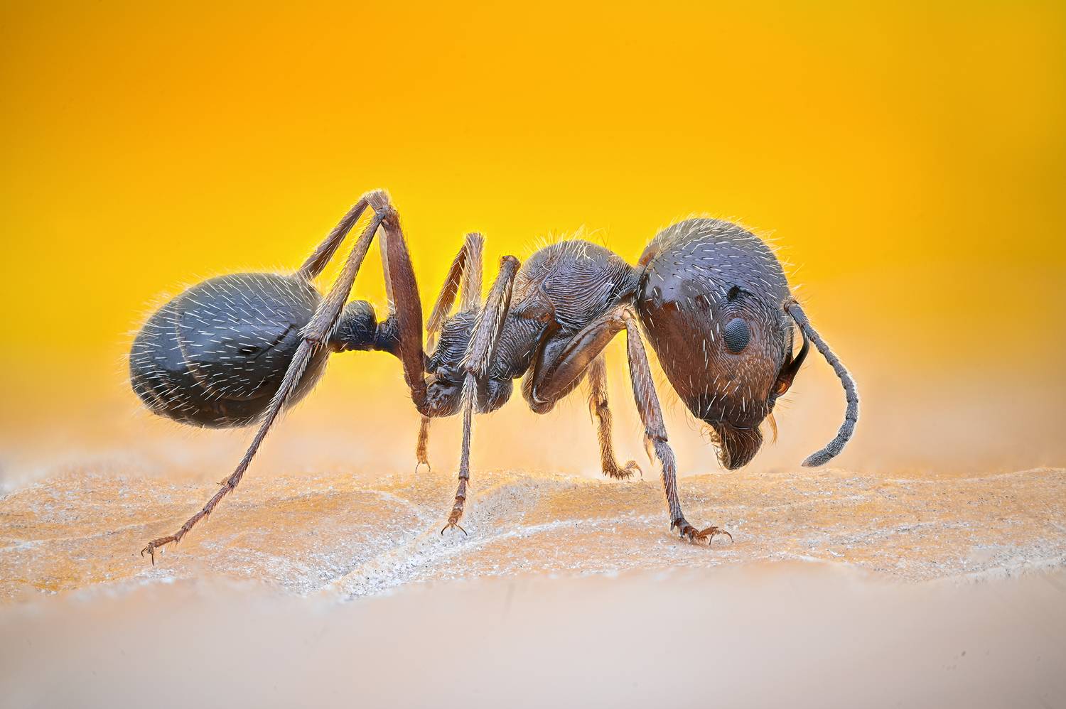 ceclii, macro, Цветан Ганев