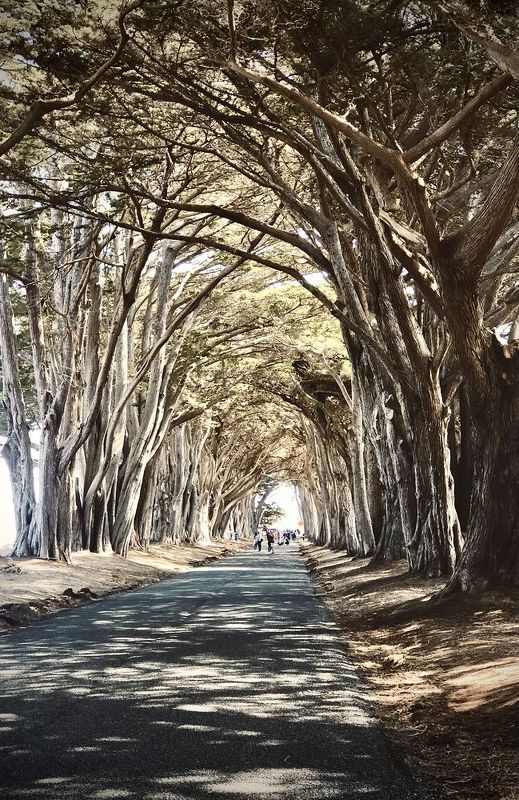 Cypress Tree Tunnel фото превью