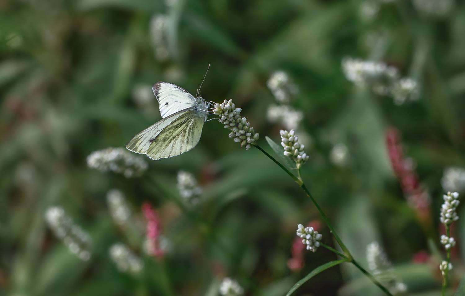 бабочка, горец, макро, macro, Ершова Юлия