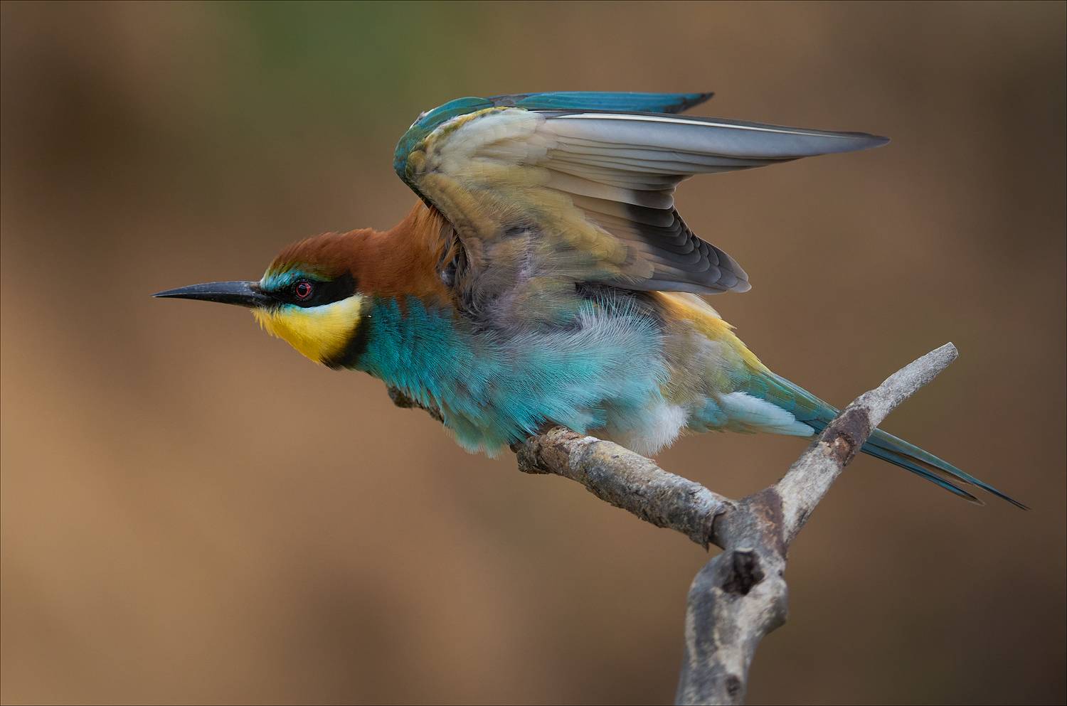, Богорянов Алексей