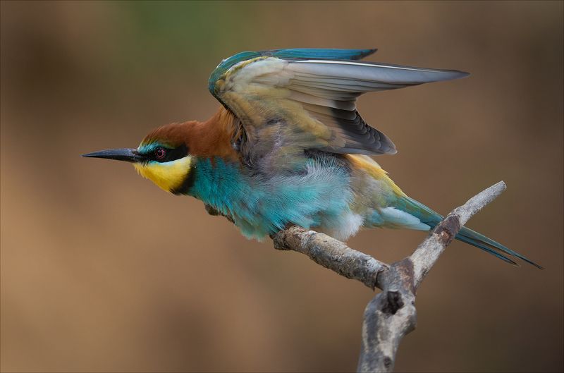 Вижу цель! фото превью