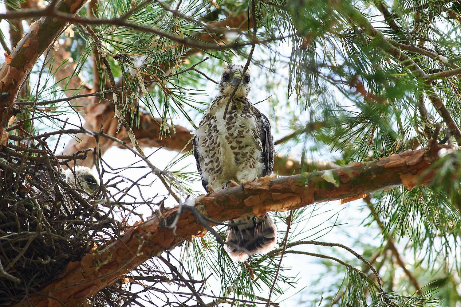 volgograd, russia, wildlife, bird, birds, birdswatching, , Павел Сторчилов