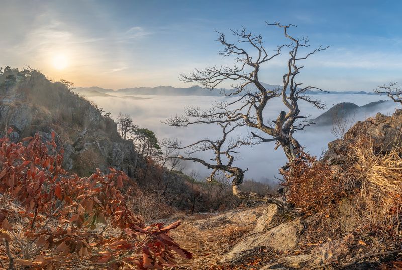 Dead tree фото превью