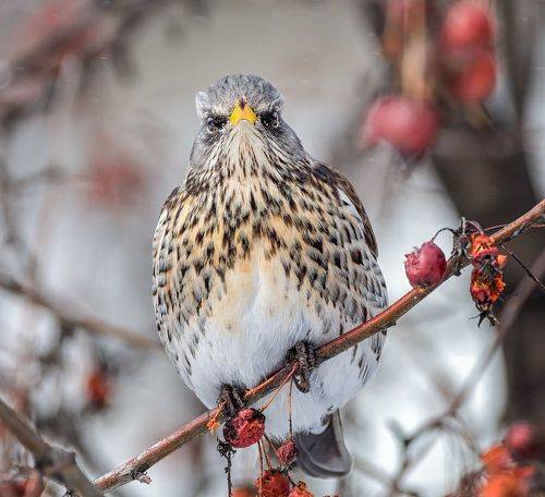 Фото на паспорт!