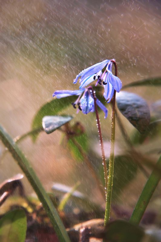 Звенят весенние дожди фото превью