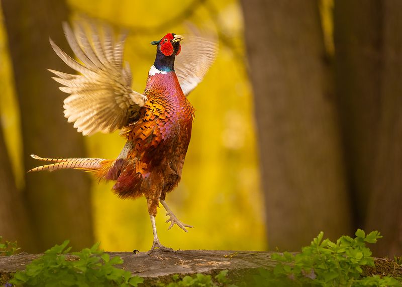 Pheasant фото превью