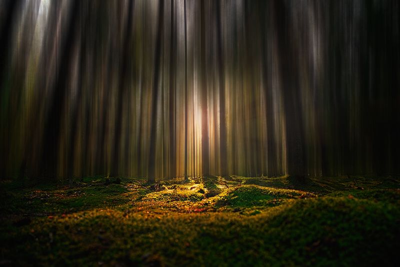 Селигер, Хачин, лес, закат, пейзаж Луч света фото превью