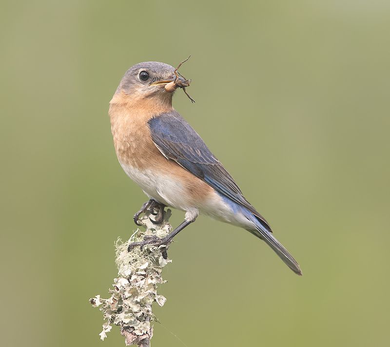 восточная сиалия, eastern bluebird,bluebird Eastern Bluebird, female -Восточная сиалия. самка фото превью