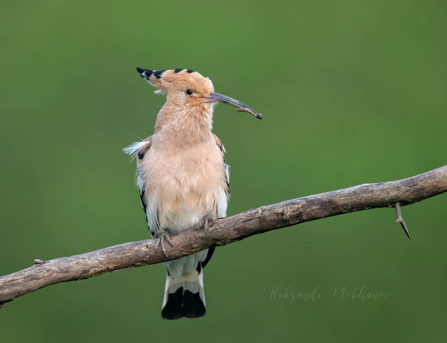 , Плеханов Александр