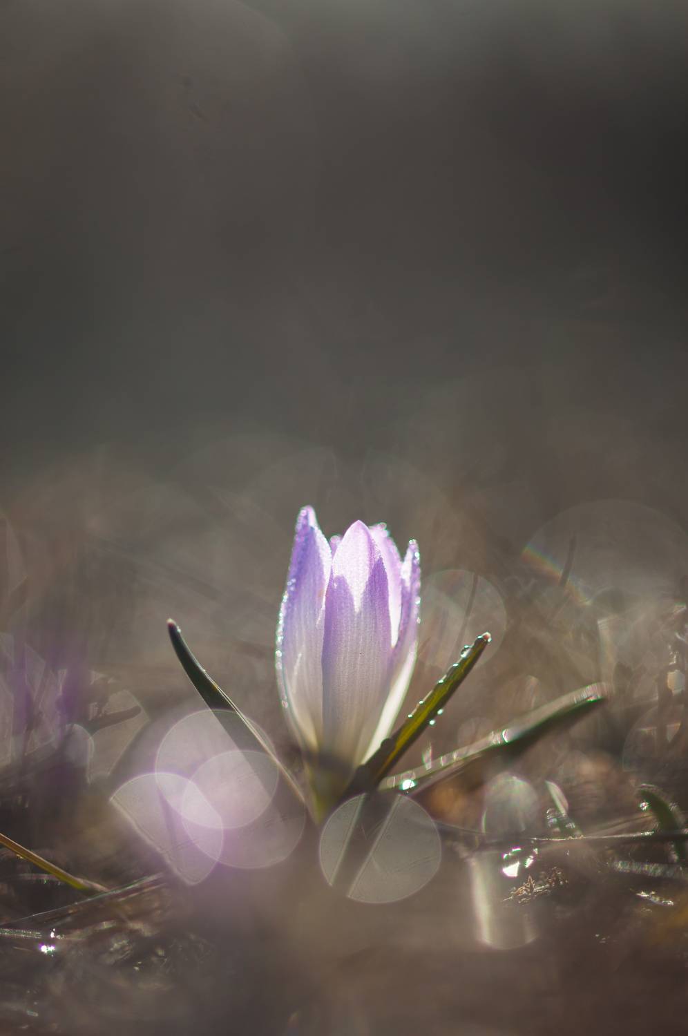 , Викулов Николай