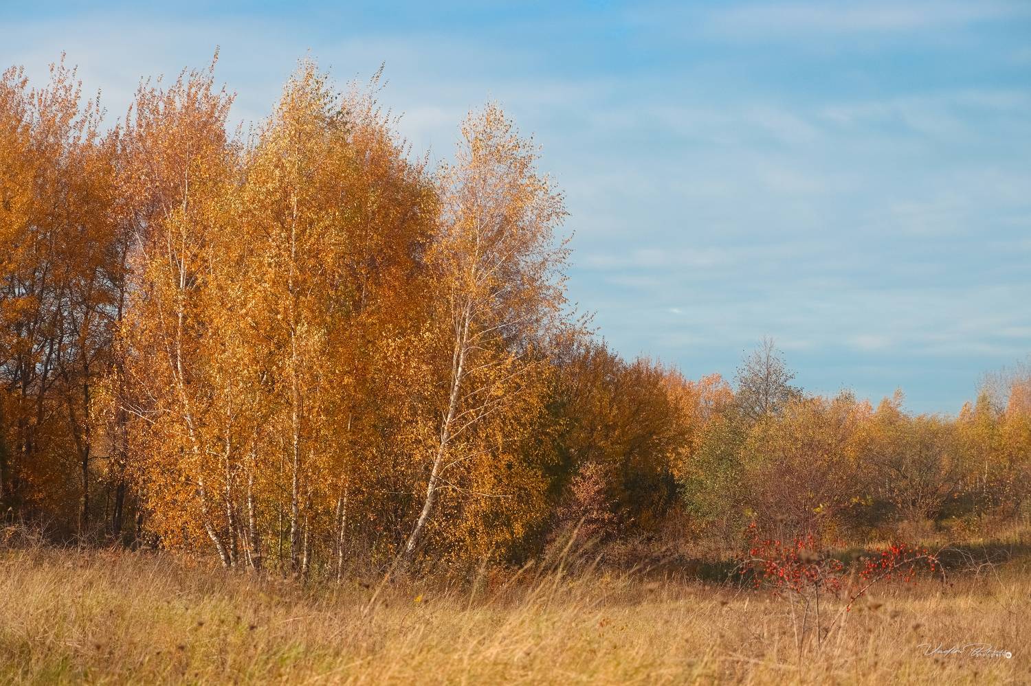 природа, пейзаж, осень, лес, Мамоново, Россия, небо, сезон, берёзы, фотография, Свирин Вадим, 2022, nature, landscape, autumn, forest, Mamonovo, Russia, sky, season, birch trees, photography, Vadim Svirin, Vadim Svirin