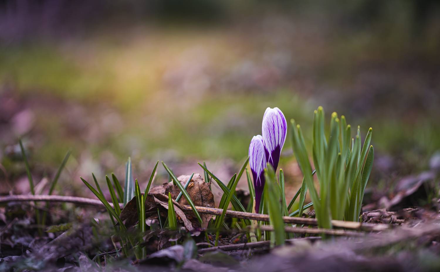 весна первоцветы утро, Зеленько Дмитрий