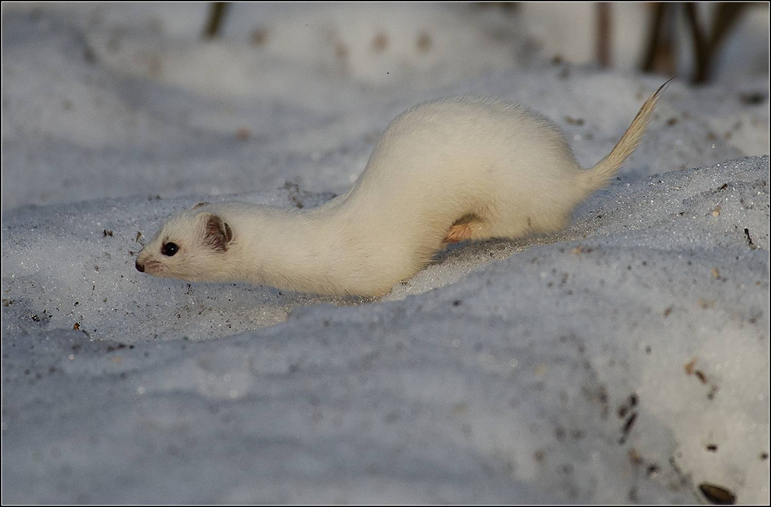 москва, март, парк, ласка, АНАТОЛИЙ ДОВЫДЕНКО