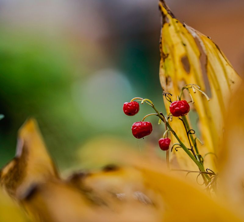 макро Ландыш осенний фото превью