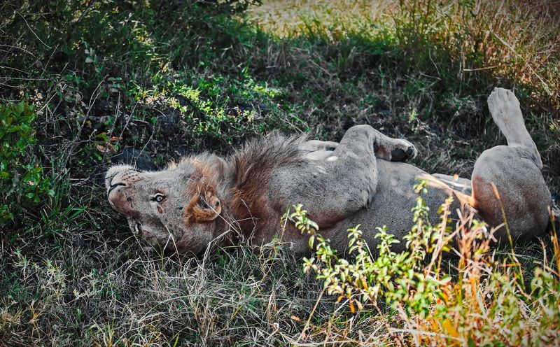 Кения, Лев Сиеста фото превью