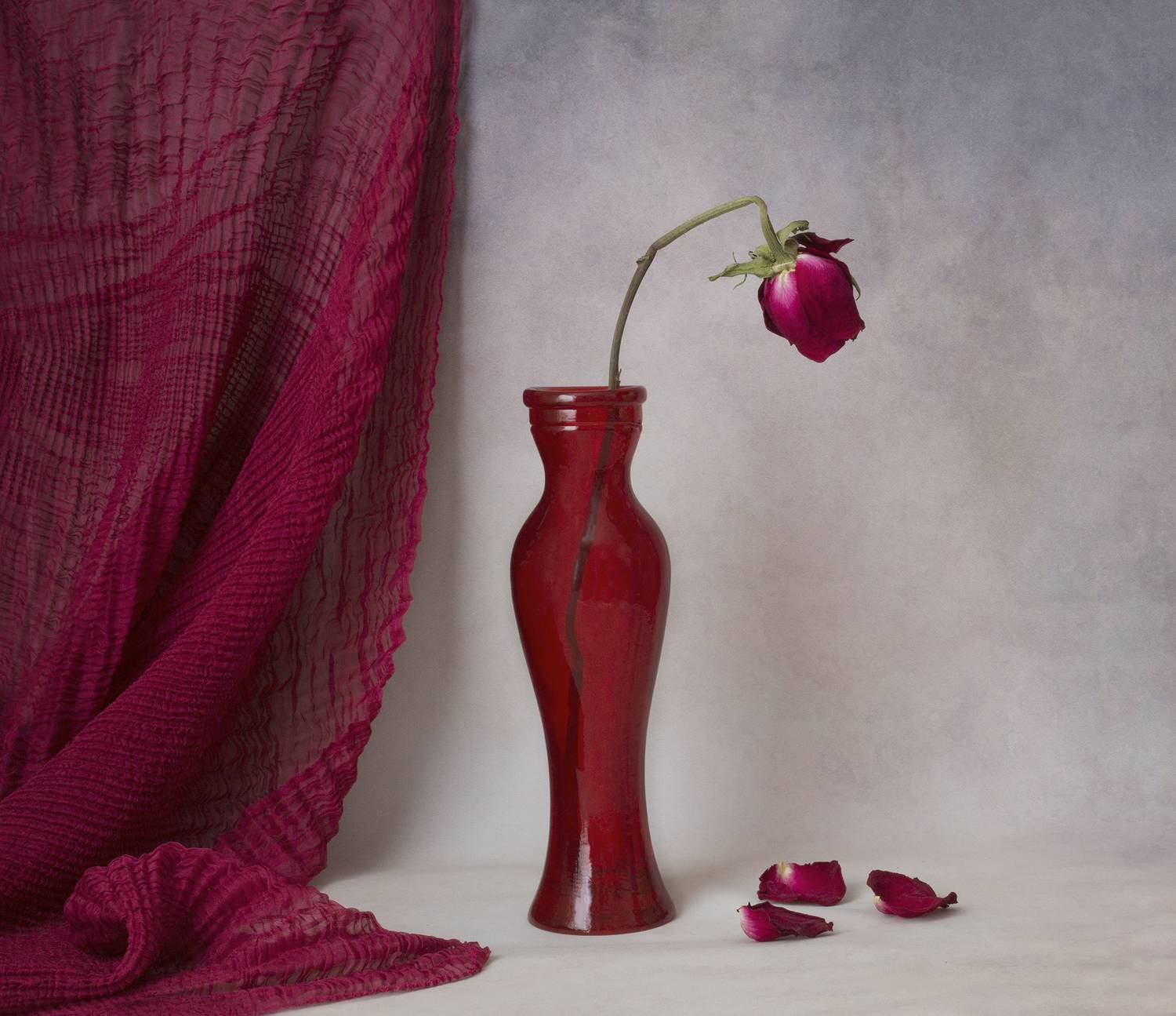 Роза, засохший цветок, ваза, драпировка, малиновый, лепестки, Галина Лоскутова