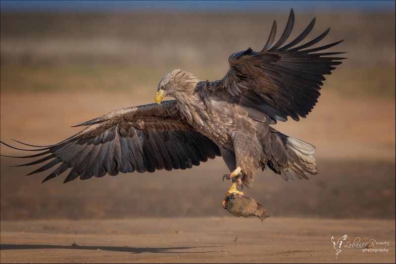 Охотник фото превью