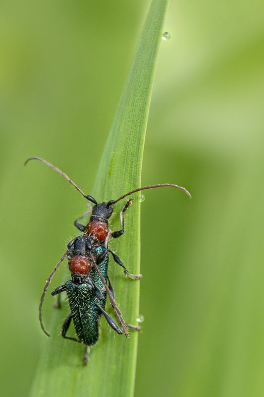 Жуки *** фото превью