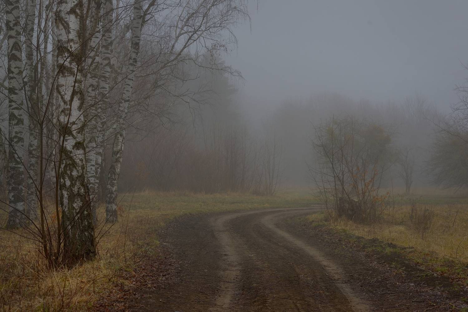 весна туман лес утро, Александр Жарников