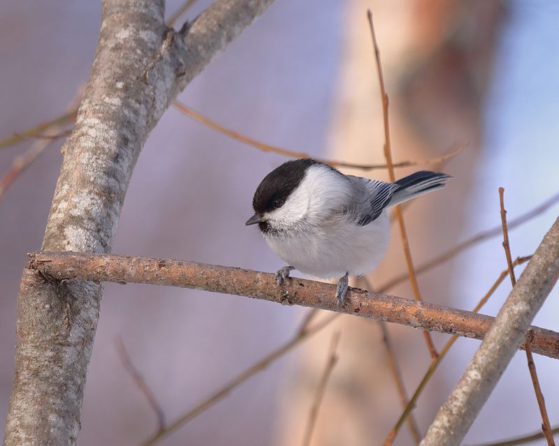 Лесные портреты... фото превью