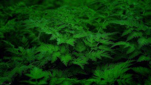 Про зелень...