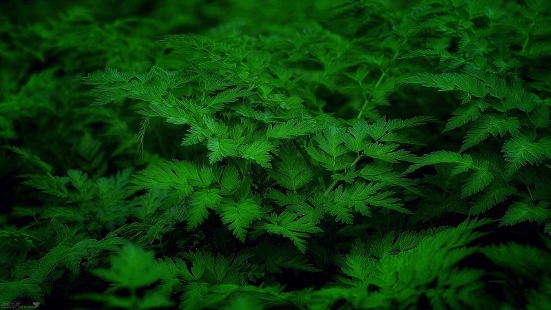 весна трава зелень природа Про зелень... фото превью