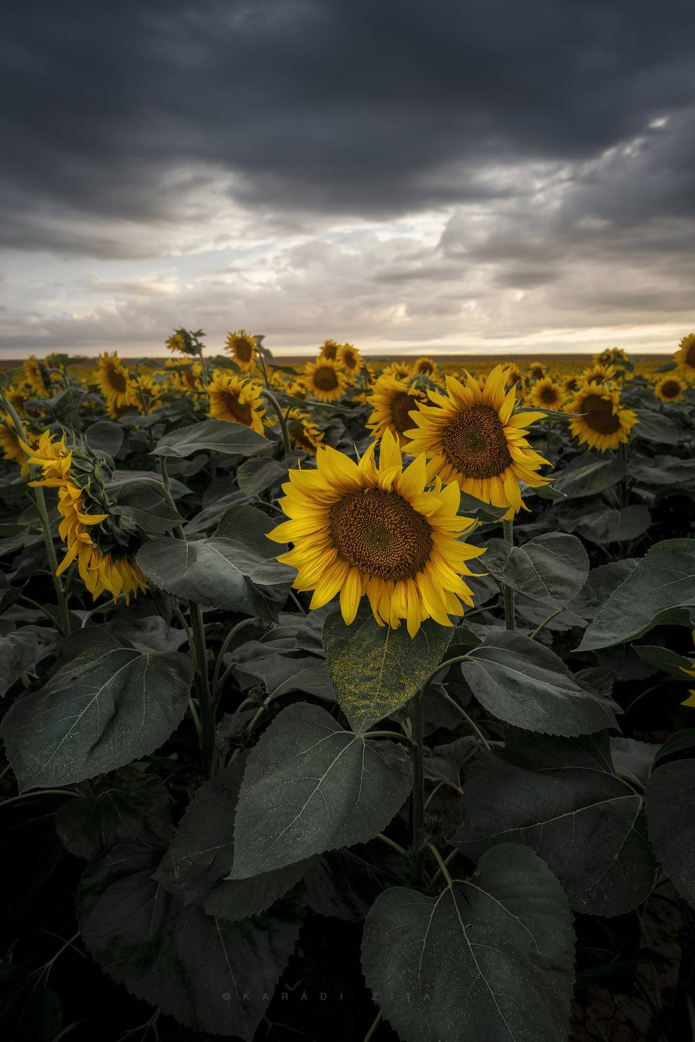 hungary,   landscape, sunflowers, storm, sunset,, Kar&aacute;di Zita