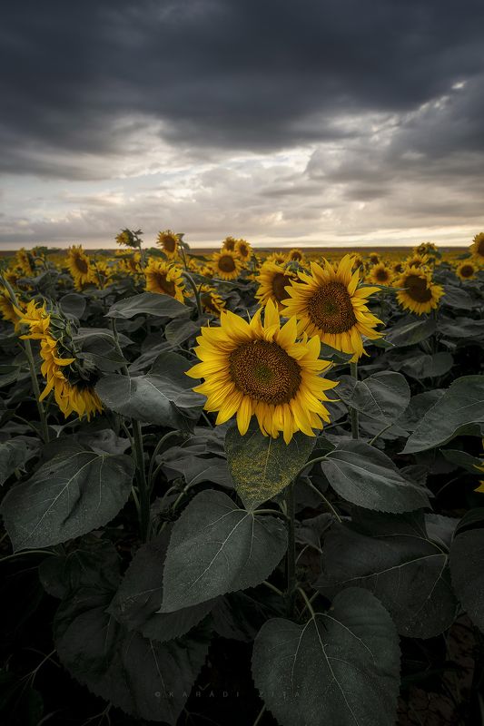 hungary,   landscape, sunflowers, storm, sunset, Turn Away from storm фото превью