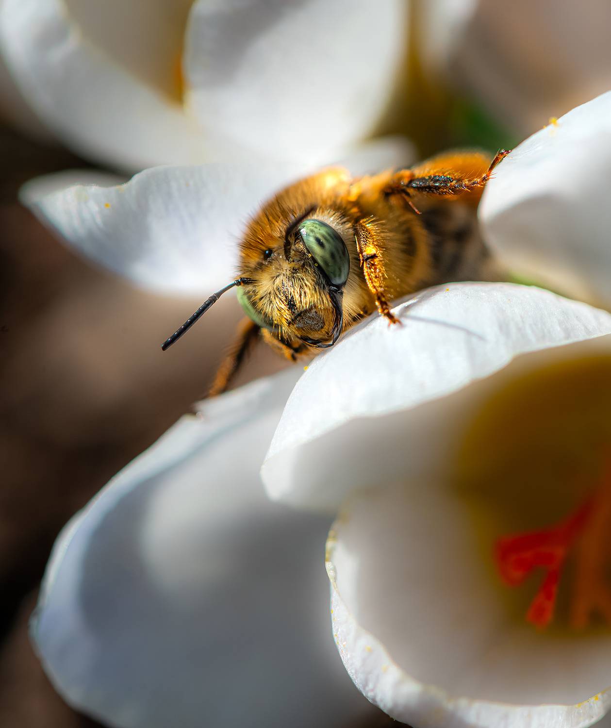 , Неля Рачкова