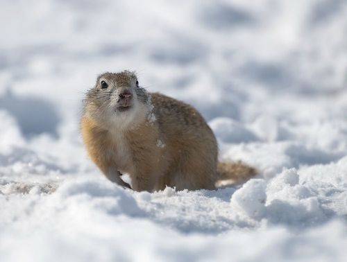 Снежная весна