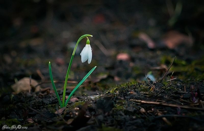 Одиночка... фото превью