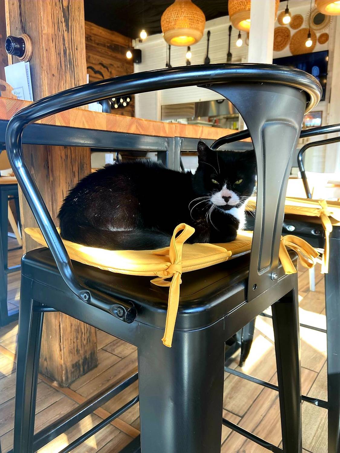 Калининградская область, котик, Maria V. Gorskaya