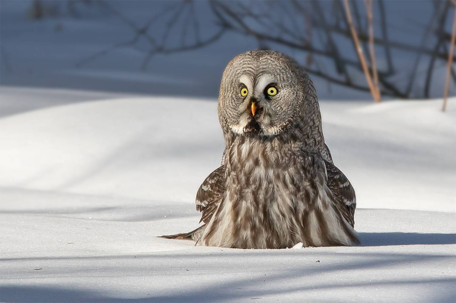 птица, неясыть, снег, лес, Сытина Наталия