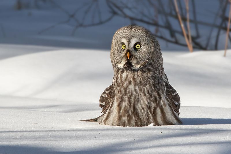 птица, неясыть, снег, лес Изваяние фото превью