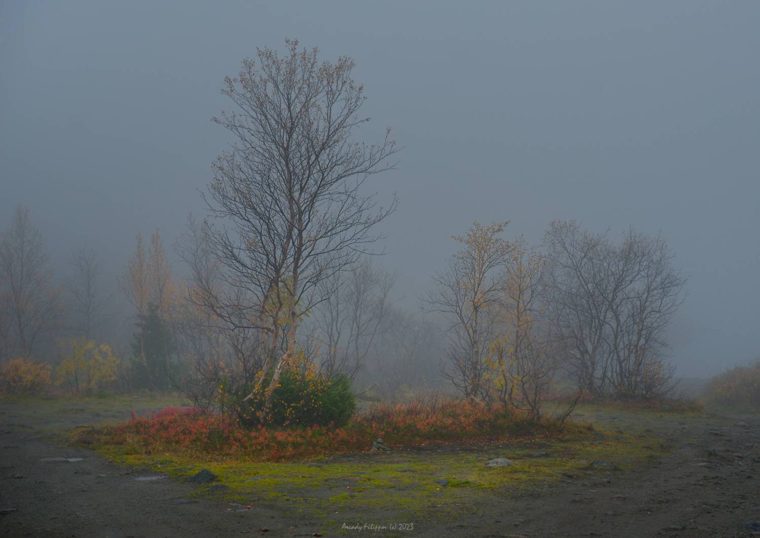 arctic, autum, nature, trees, Аркадий Филиппов