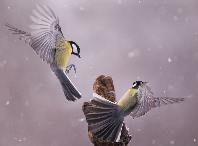 Соревнование фото превью