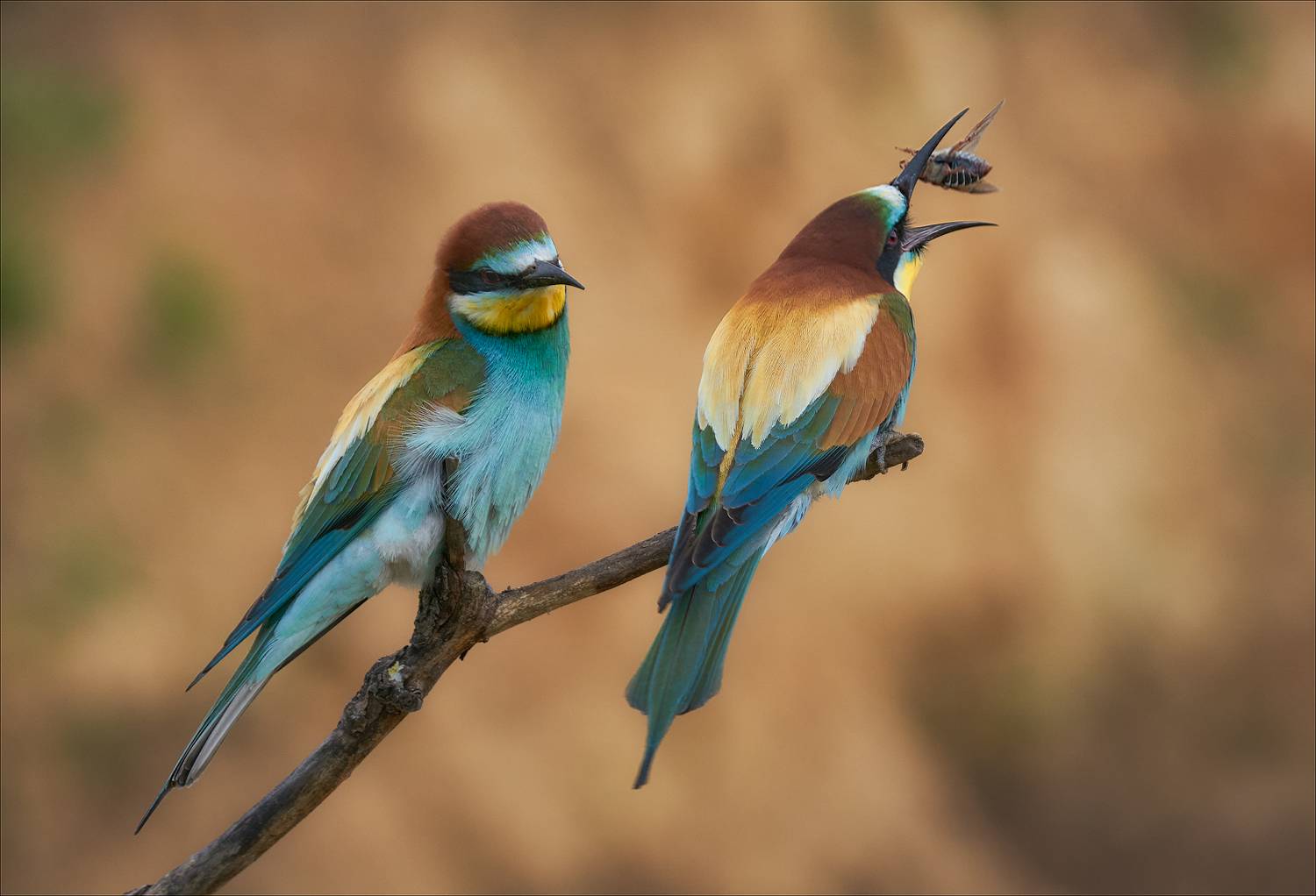 , Богорянов Алексей