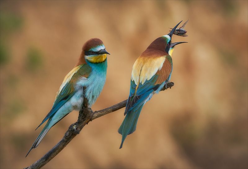 И чего выпендривается? фото превью