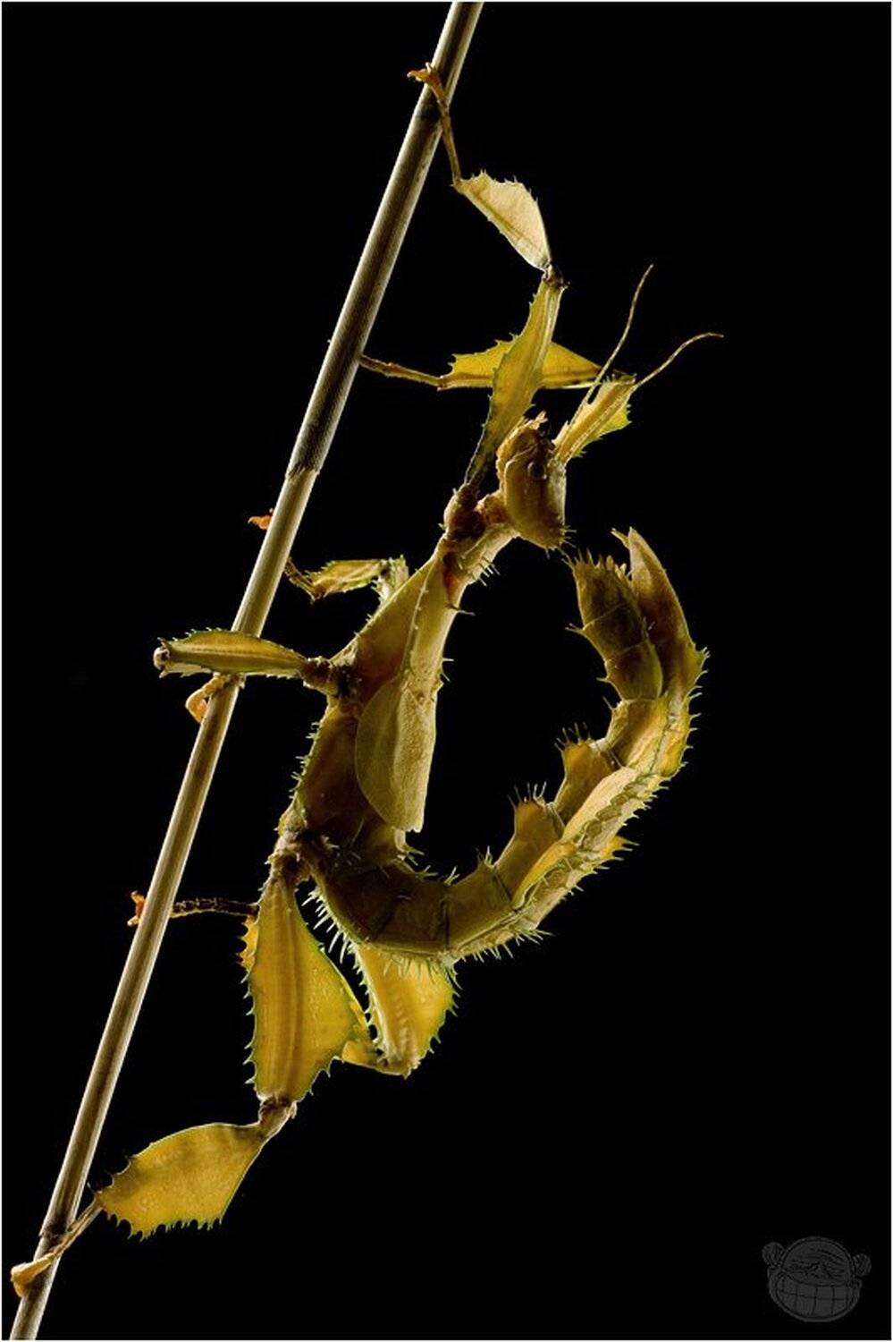 палочник, макро, extatosoma tiaratum, имаго, Amazon-san