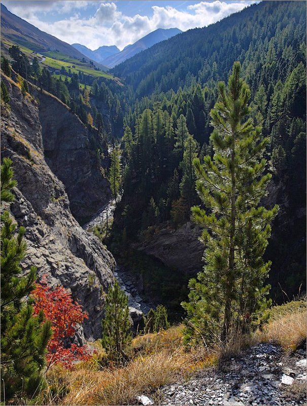 швейцария, alps, swiss, switzerland Утро в ущелье фото превью