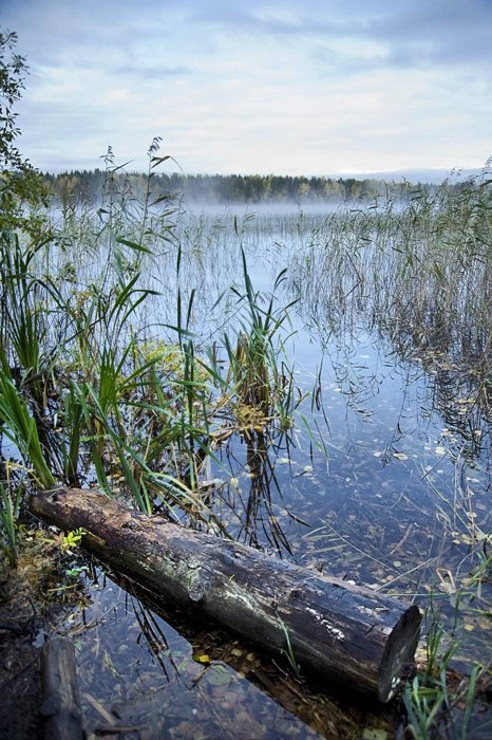 туман,облака,вода,осока,рябь,лес,природа,коряга ил бревно,хз, Евгений Пугачев.