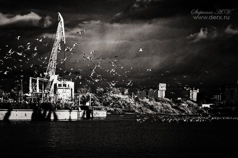 чайки Чайки фото превью