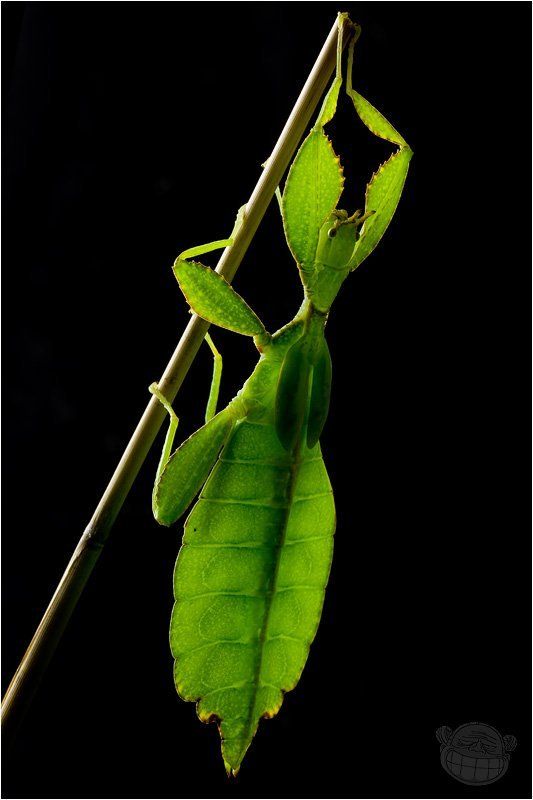 листовидка, филипинская, макро, портрет Неон фото превью