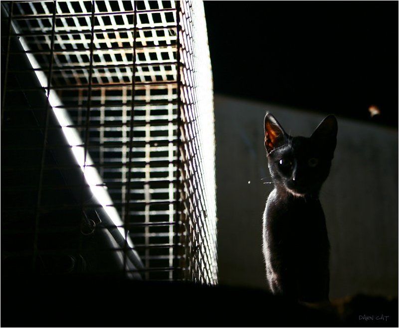 кипр, пафос, кот, в, порту, ночь, тень, черная, фонарь, охотник, на, мотыльков Охотник на мотыльков фото превью