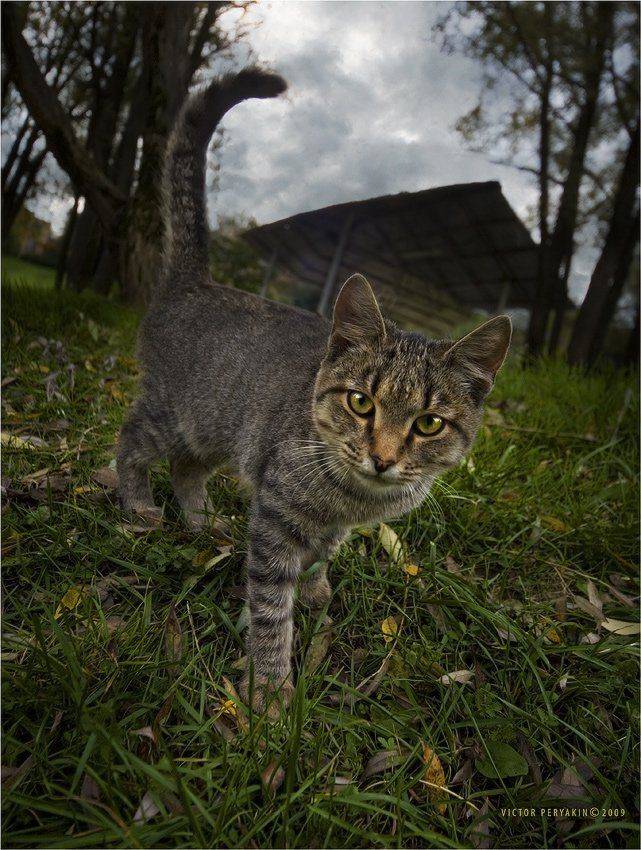 , Виктор Перякин