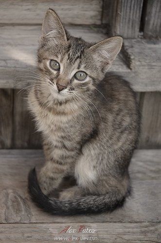 о грусти в глазах ...