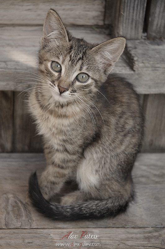 ключевые, слова, через, запятую, не, пишутся, пишутся, только, через, пробел о грусти в глазах ... фото превью