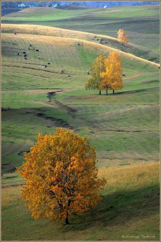Три фото превью