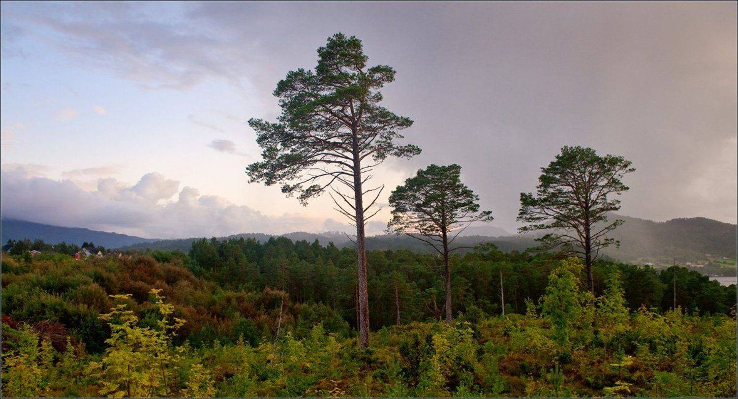 норвегия, Александр Константинов