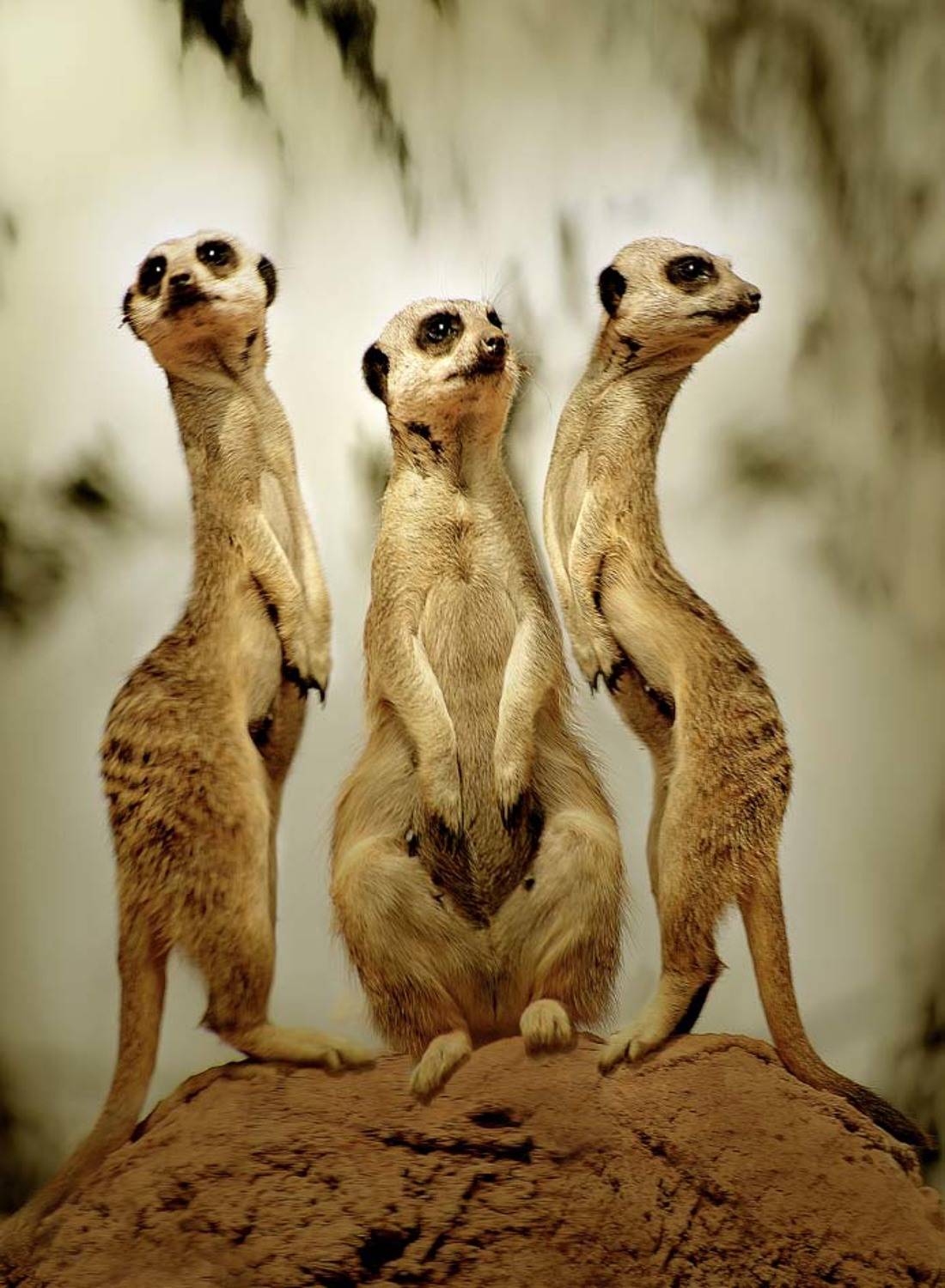 сурикаты, миркаты, животные, три грации, Татьяна Гориловская